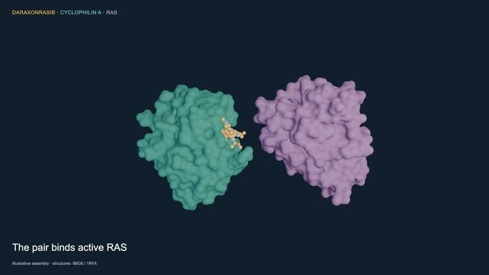 Daraxonrasib film screenshot labeling RAS, daraxonrasib and cyclophilin A in the three-component complex