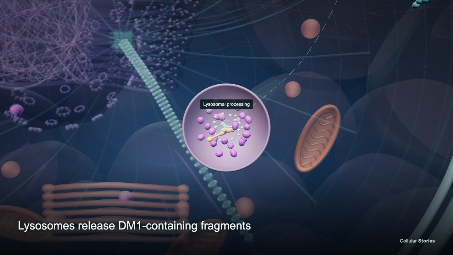 Frame from the T-DM1 film showing lysosomal processing and release of DM1-containing fragments