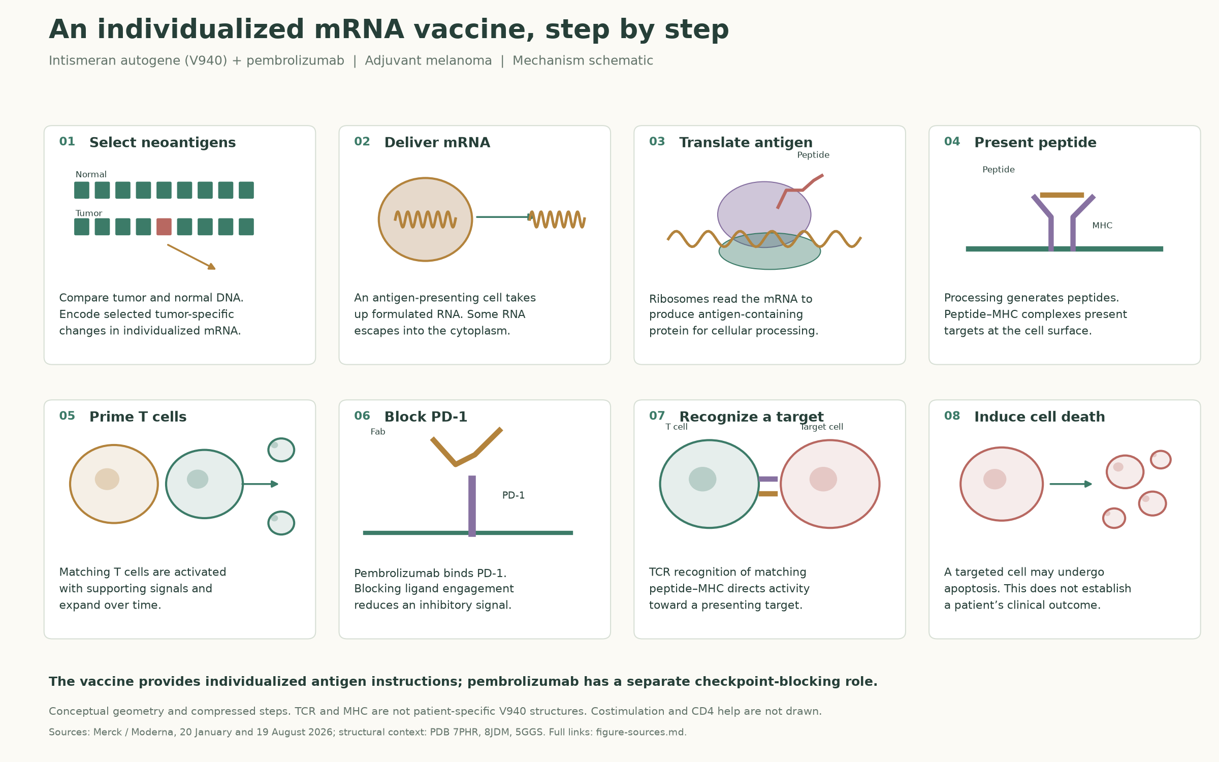 Eight stages from tumor sequence to immune response: labeled mechanism figure